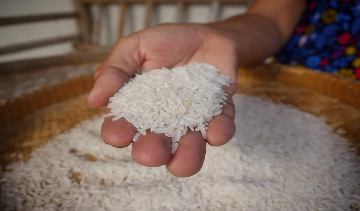 गौरतबल है कि भारत चीन के बाद दूसरा सबसे बड़ा चावल उत्पादक देश है। वैश्विक चावल उत्पादन में भारत की 20 प्रतिशत हिस्सेदारी है। 